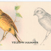 Yellow-Hammer.