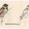 Reed-Bunting.