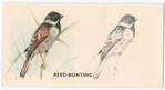 Reed-Bunting.