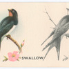 Swallow.