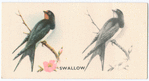 Swallow.