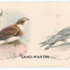 Sand-Martin.