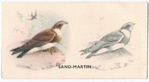 Sand-Martin.