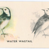 Water Wagtail.