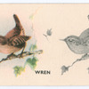 Wren.