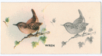 Wren.