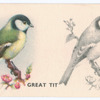 Great Tit.