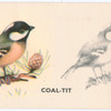 Coal-Tit.