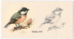 Coal-Tit.