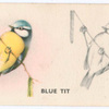 Blue Tit.