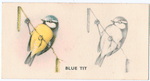 Blue Tit.