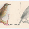 Song-Thrush.
