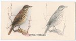 Song-Thrush.