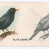 Blackbird.