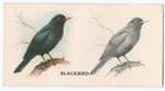 Blackbird.