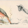 Redstart.