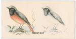 Redstart.