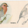 Robin.
