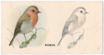 Robin.
