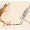 Nightingale.
