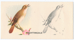 Nightingale.