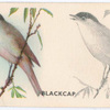 Blackcap.