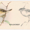 Goldcrest.