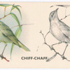 Chiff-Chaff.