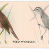 Reed-Warbler.