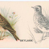 Skylark.