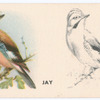 Jay.
