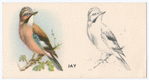Jay.