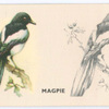 Magpie.