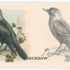 Jackdaw.