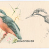 Kingfisher.