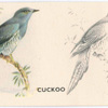 Cuckoo.