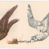 Nightjar.