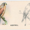 Kestrel.