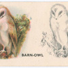 Barn-Owl.