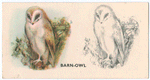 Barn-Owl.