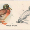 Wild Duck.