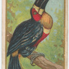 Ariel toucan.