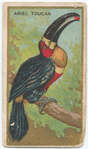 Ariel toucan.