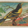Baltimore oriole.