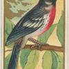 Rose breasted grosbeak.