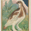 Ptarmigan. (spring)