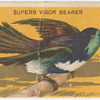 Superb visor bearer.