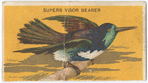 Superb visor bearer.