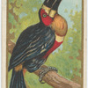Ariel toucan.