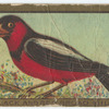 Black and red broad bill.